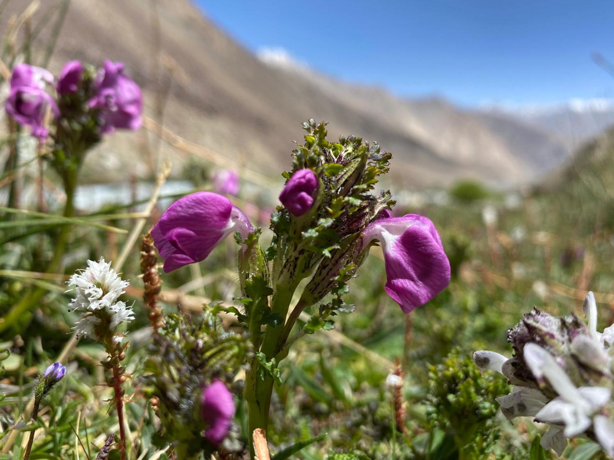 Jimmys Homestay Leh Buitenkant foto